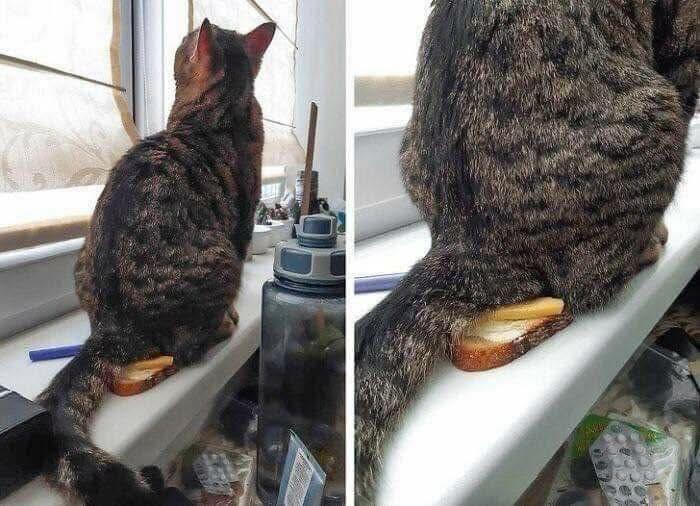 Tabby cat sitting on a windowsill with a slice of bread humorously positioned under its tail, creating a funny out of context scene.
