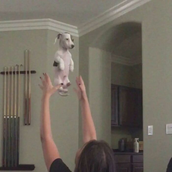 Small white dog held midair by person indoors, creating a humorous and out of context pleasures of the occult moment.
