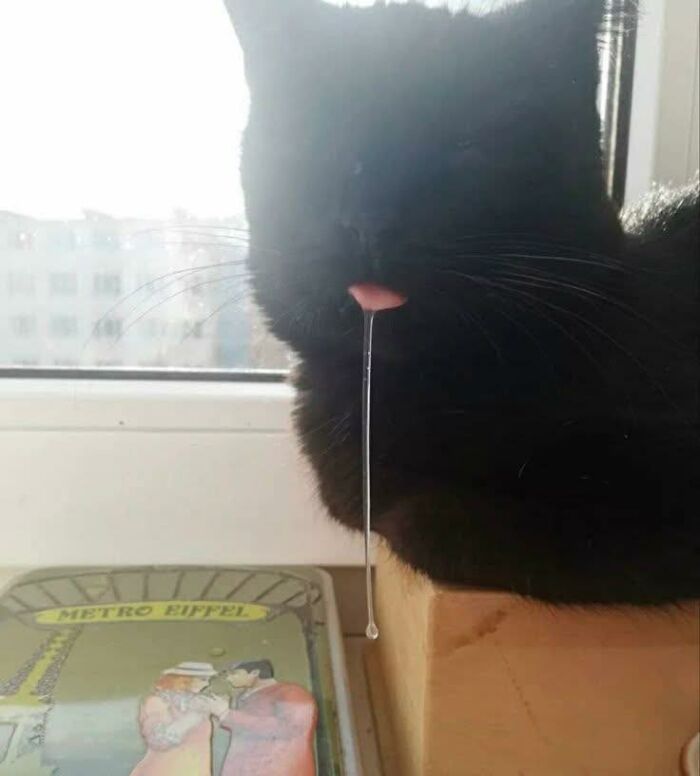 Black cat with its tongue out and drool hanging down, capturing a funny moment related to pleasures of the occult.