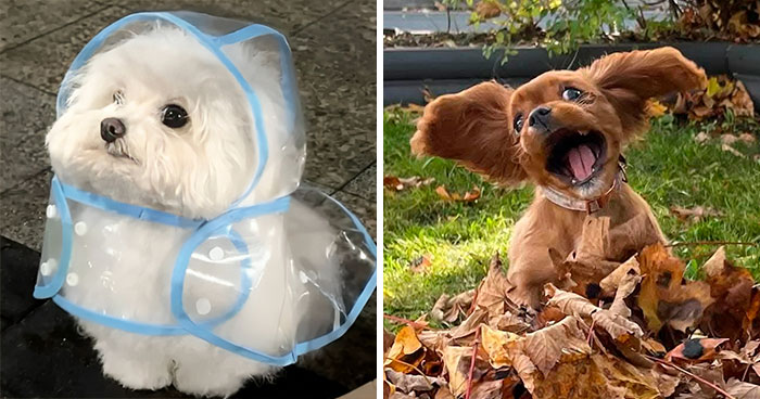 80 Dogs That Were So Adorable Even ‘We Rate Dogs’ Had To Break The Scale (New Pics)