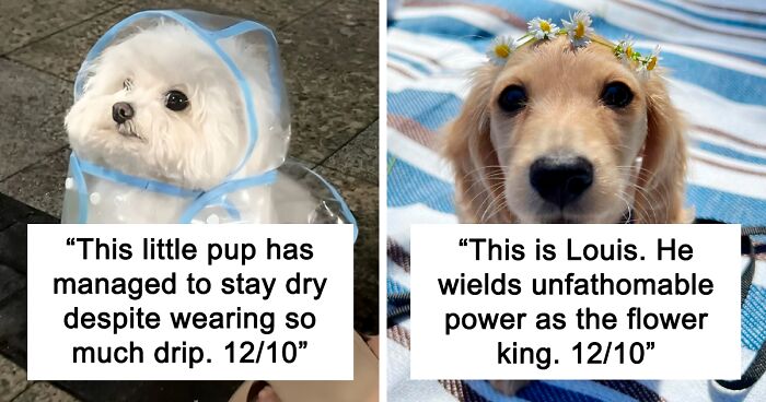 80 Dogs That Were So Adorable Even ‘We Rate Dogs’ Had To Break The Scale (New Pics)