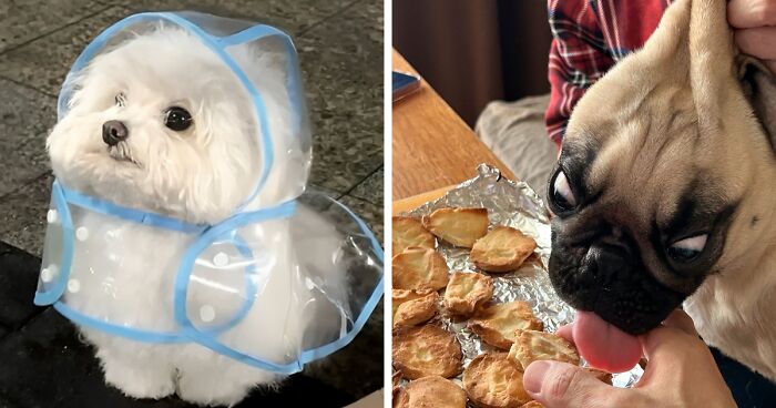 80 Dogs That Were So Adorable Even ‘We Rate Dogs’ Had To Break The Scale (New Pics)