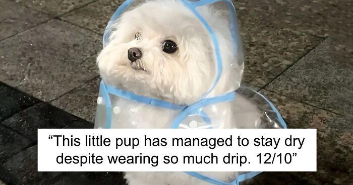 80 Dogs That Were So Adorable Even ‘We Rate Dogs’ Had To Break The Scale (New Pics)