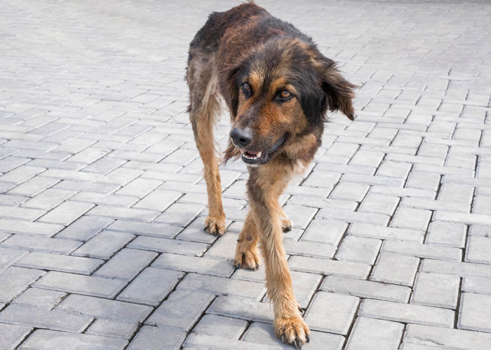 Scruffy dog walking on a paved surface symbolizing the lost dog in a manchild plays games family conflict scenario. Scruffy dog walking on a paved surface symbolizing the lost dog in a manchild plays games family conflict scenario.