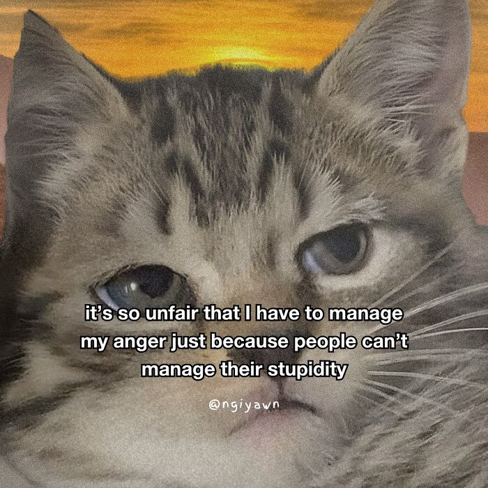 72 Hilariously Relatable Cat Memes That Are Probably Way Better Than 
