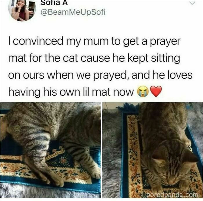 Cat sitting contentedly on a small prayer mat, bringing a daily serotonin boost with cute pet moments.