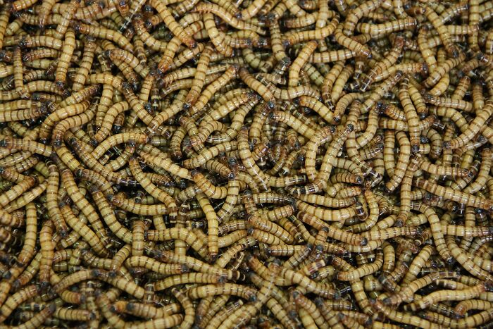 Close-up of a large group of wriggling mealworms, evoking the unsettling feeling of shrimp jello as a strange food experience.