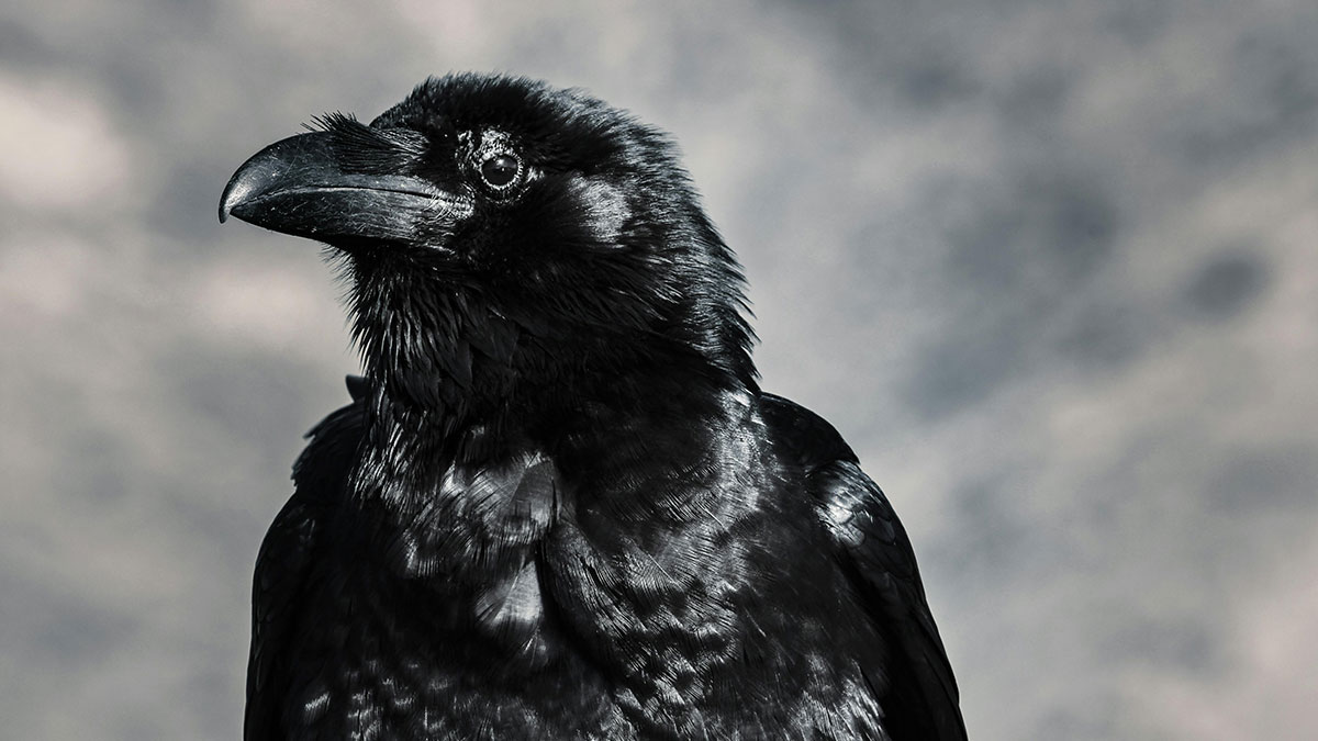 “It’s Just As Horrific As It Sounds”: 50 Disturbing Truths About Animals You Might Wish You Didn’t Know