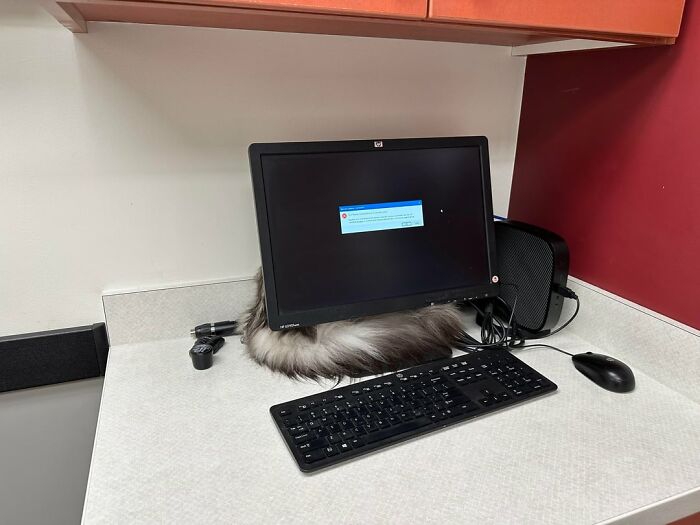 Cat camouflaged behind a computer monitor on a desk, blending with the surroundings and hard to spot.