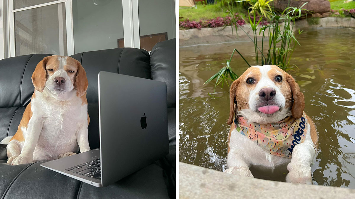 Adorable Beagle from Thailand with sleepy, human-like expressions sitting on a couch and playing in a pond.