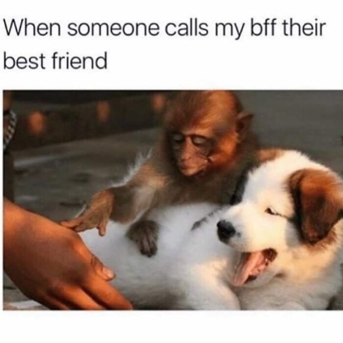 Monkey looking jealous while dog yawns, illustrating girly memes about friendships and relatable moments.