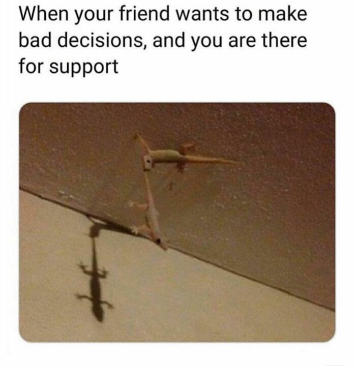 Two lizards on the ceiling with one casting a supportive shadow, illustrating girly memes about friendships and relatable moments.