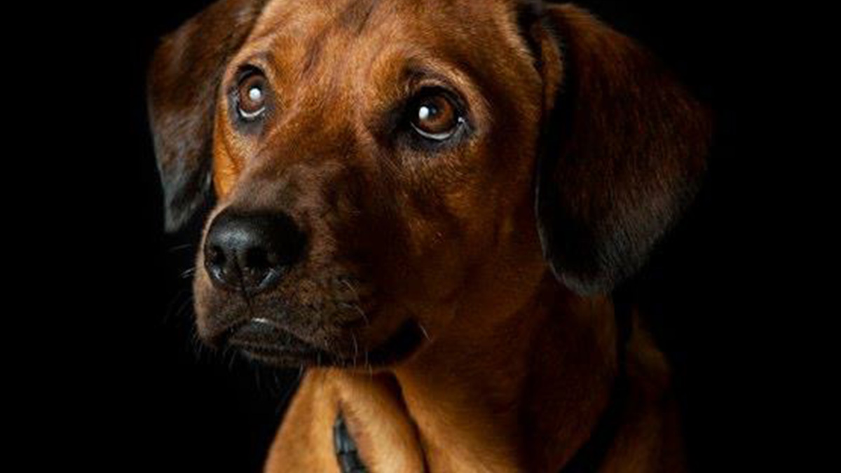 Close-up of an intelligent pet dog with expressive eyes showing curiosity and alertness against a black background