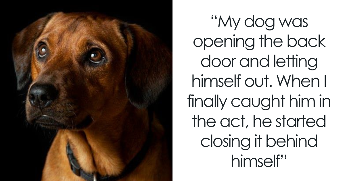 Owners Share The Smartest Things Their Pets Did, And These 69 Critters Are Weirdly Sophisticated
