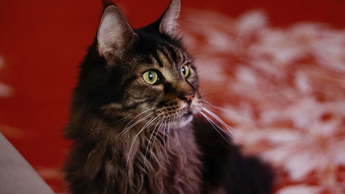 Long-haired tabby cat with green eyes looking to the side indoors, illustrating bizarre cat hacks owners discovered.