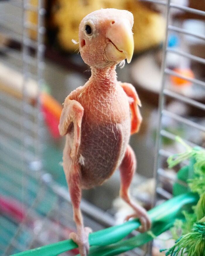 Hairless baby bird inside a cage, one of the bizarre things people found inside strangers’ houses.
