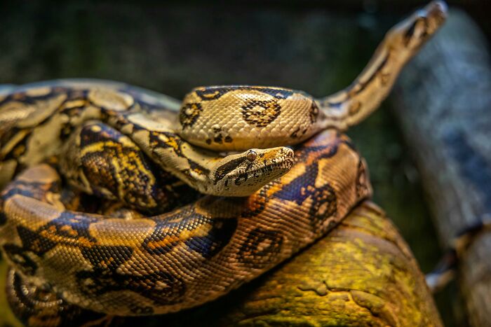 Large snake coiled on a log representing one of the weird things workers have seen inside strangers' homes.