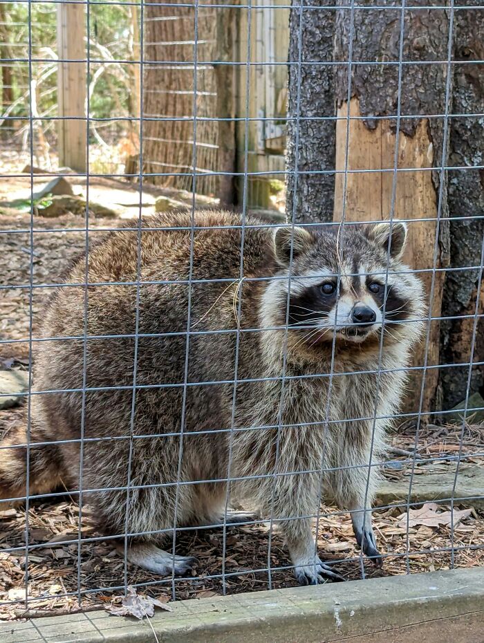 Raccoon inside a cage in an outdoor enclosure, representing bizarre things found inside strangers' houses.