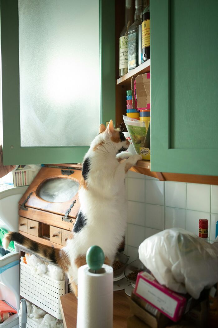 Cat standing on kitchen counter rummaging through open cabinet in a home with unusual and weird things seen inside.