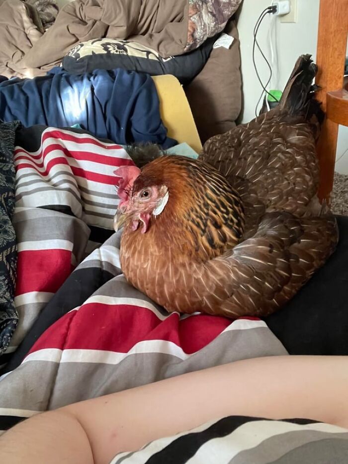 Brown chicken sitting on a bed with striped blankets inside a cluttered home, showing weird things workers have seen indoors.