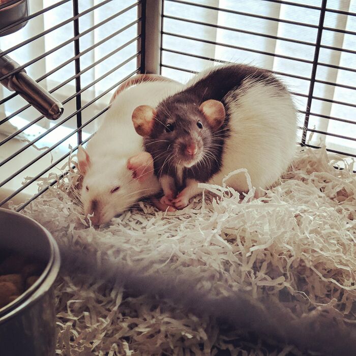 Two pet rats resting on shredded paper bedding inside a cage, a bizarre thing found inside strangers houses.