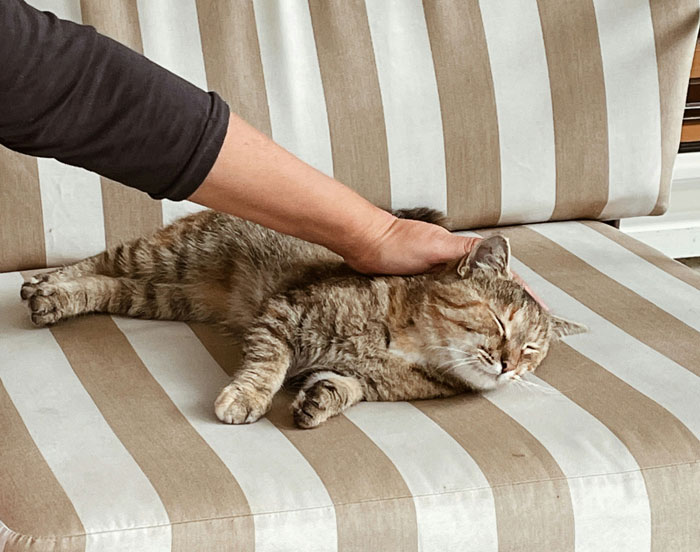 Person stroking cat on striped couch, showing a calm and relaxed moment during intimacy with the pet. Person stroking cat on striped couch, showing a calm and relaxed moment during intimacy with the pet.
