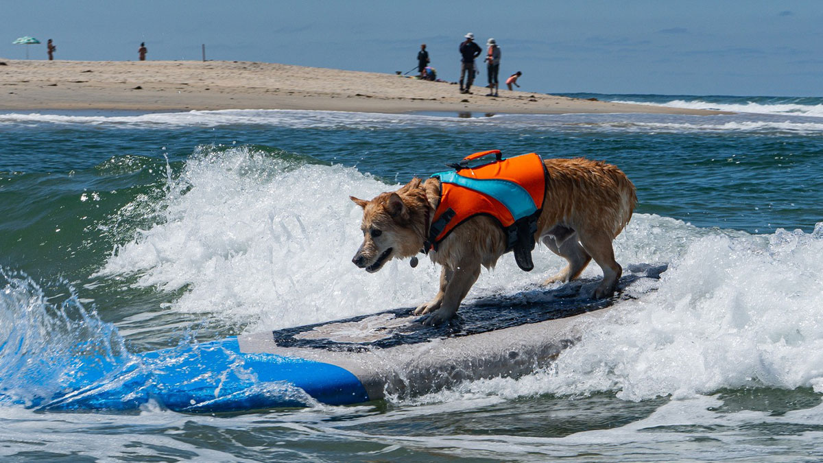 Dog wearing a life jacket surfing a wave on a sunny day with people watching from the sandy beach shore.