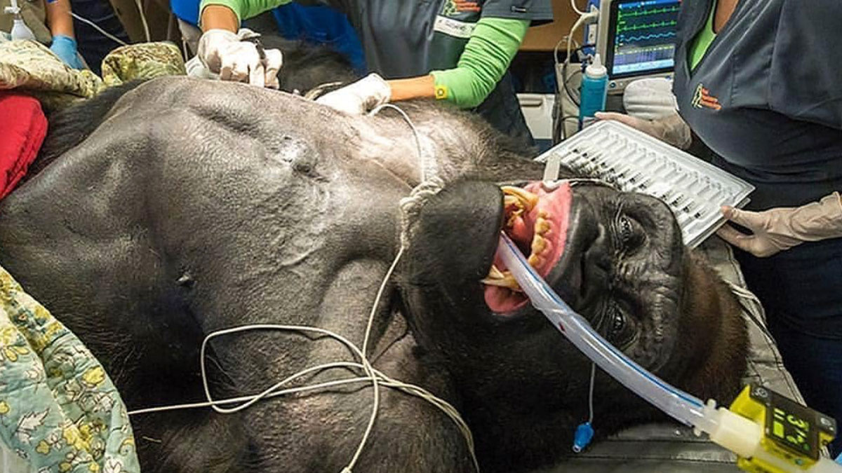 Veterinarian performing a medical procedure on an anesthetized gorilla with monitoring equipment attached.