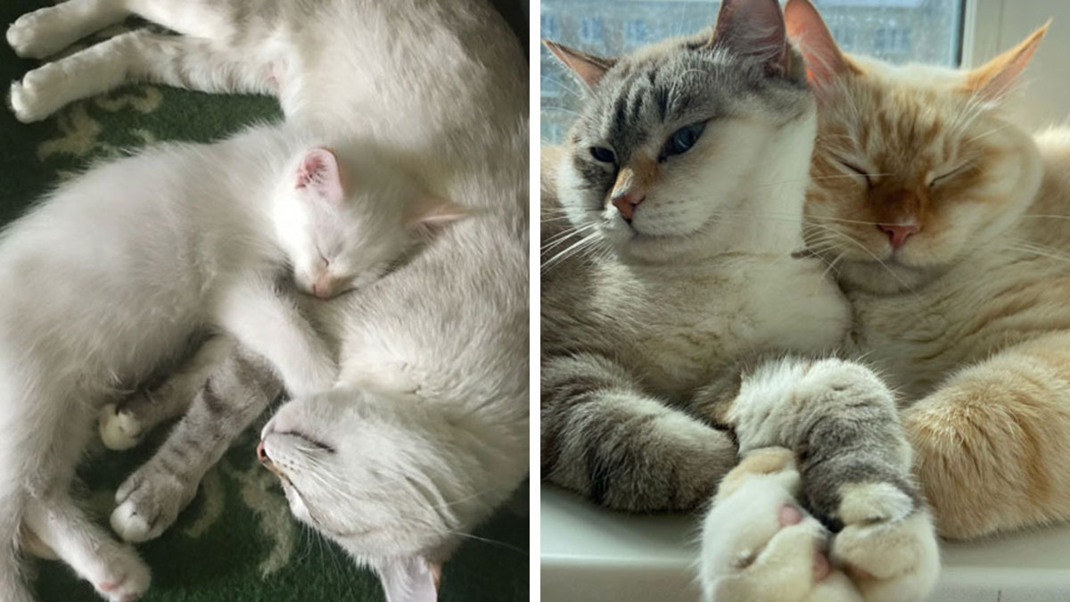 Two side-by-side photos showing adorable cats growing up, cuddling as kittens and then as grown cats.
