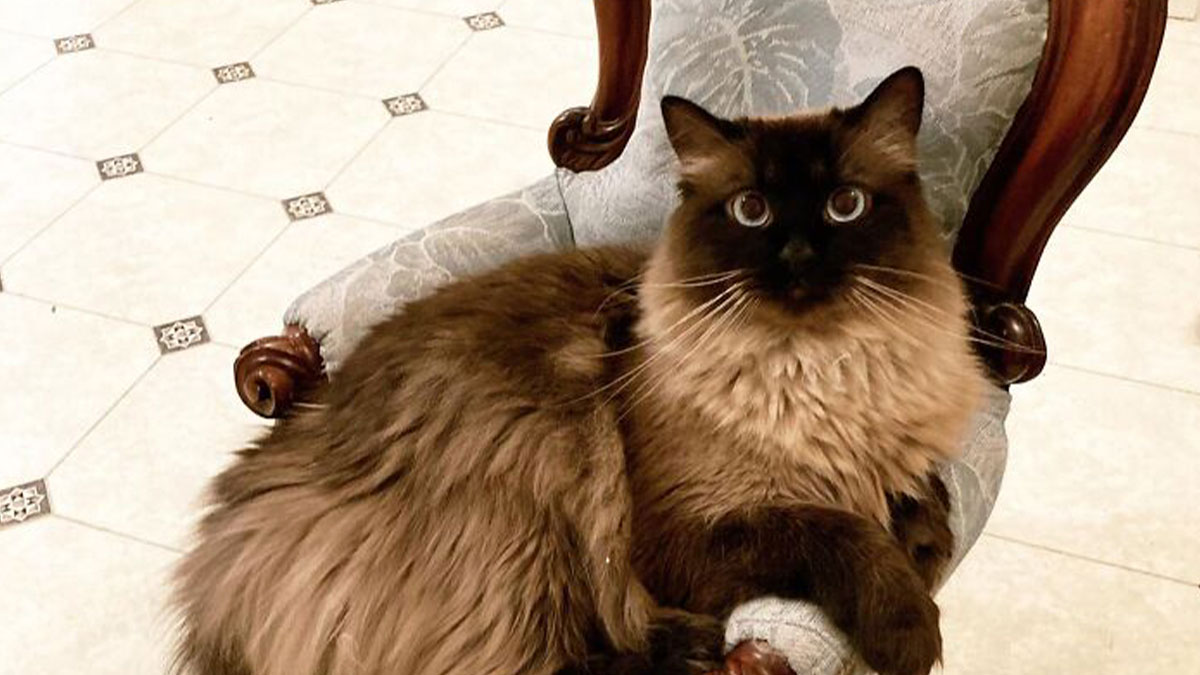 Fluffy brown cat sitting on a vintage chair, a lucky thrift store jackpot find for happy shoppers.