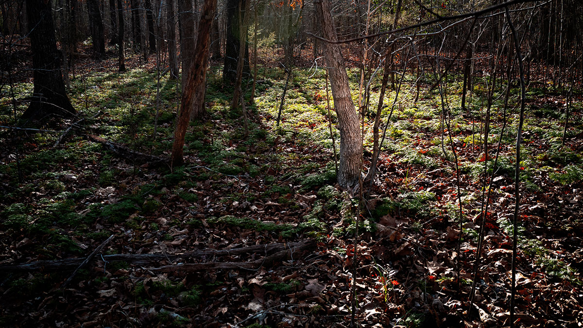 Sunlight filtering through trees onto a forest floor covered with leaves and greenery in a memory and ancestry themed photo.