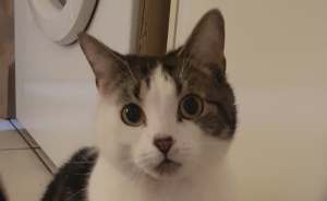 Hey Pandas, Show Me Your Beloved Pets