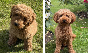 Hey Pandas, Show Us The First And Latest Photo Of Your Pet