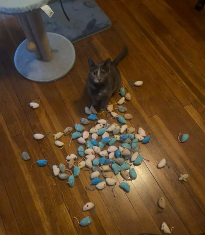 Gray cat sitting on wooden floor surrounded by many toy mice, playful cat pics showing why cats rule the internet and hearts.