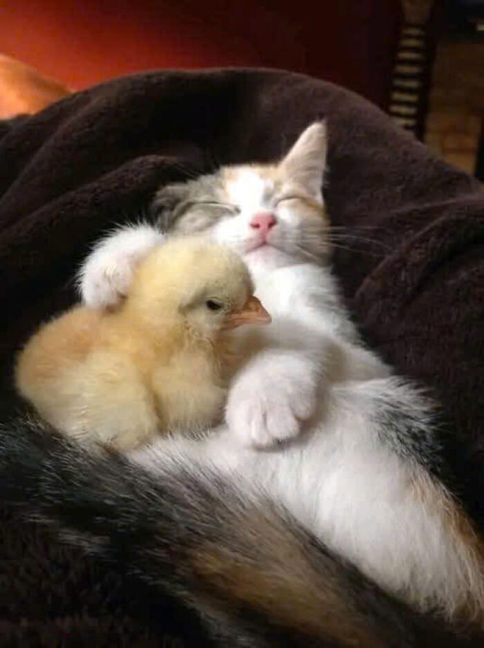 Calm kitten cuddling a yellow chick, showcasing heartwarming cat pics that prove cats rule the internet and our hearts forever.
