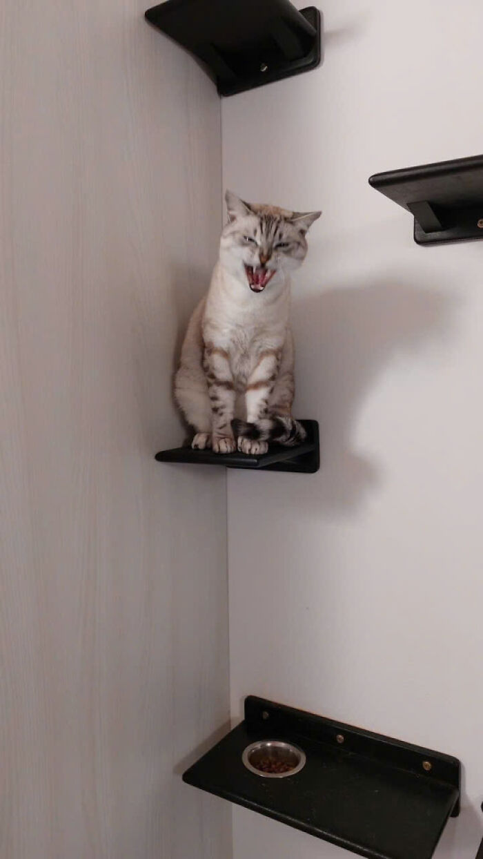 Cat sitting on a wall-mounted shelf, with mouth open as if meowing, showing cats rule internet and hearts.
