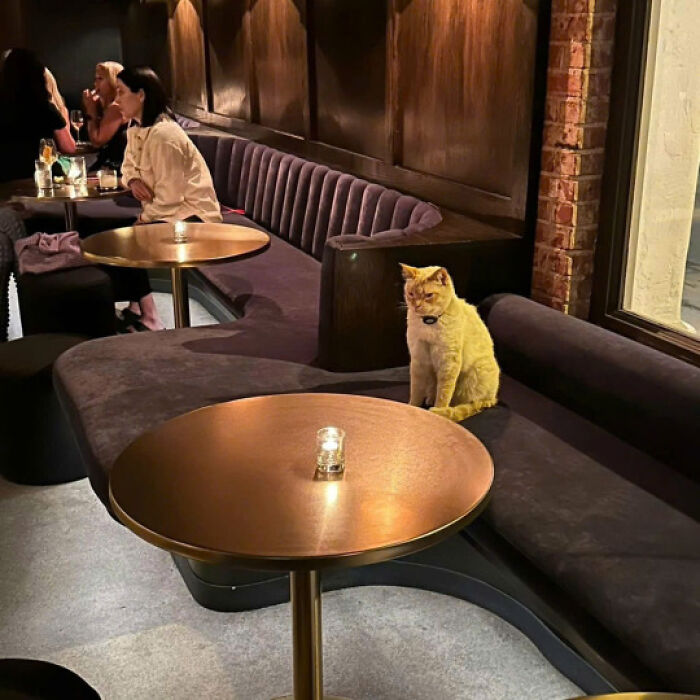 A cat sitting alone on a plush bench in a dimly lit cafe, illustrating cats rule the internet and hearts.