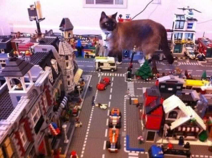 Siamese cat standing on a detailed Lego city layout, showcasing playful cat pics that prove cats rule the internet.