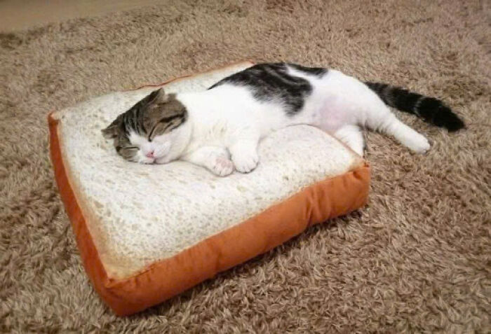 Cat sleeping comfortably on a plush bread-shaped pillow, showcasing adorable cat pics that prove cats rule the internet and hearts.