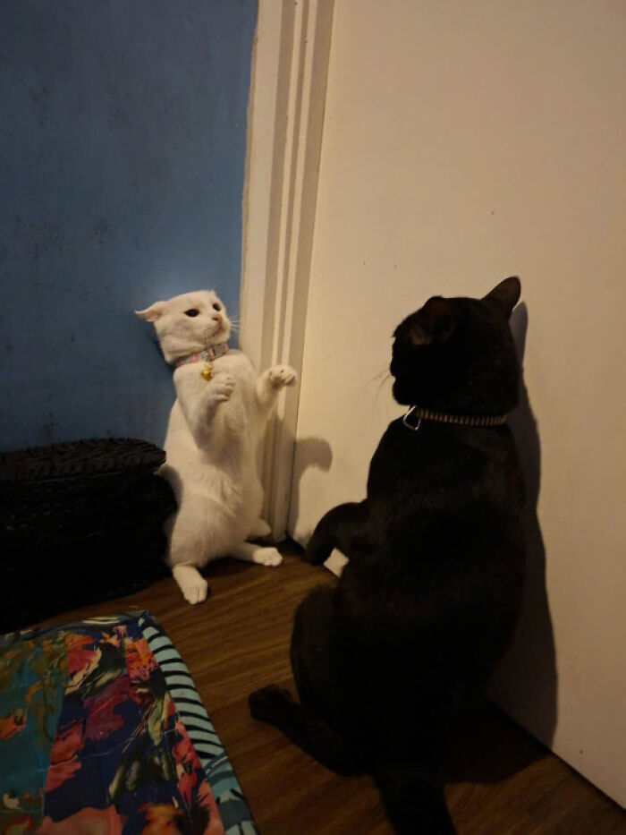 Two cats playfully interacting by a door, showcasing the charm of cats in popular cat pics online.