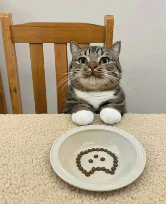 Tabby cat sitting at a table with white paws near a plate showing a sad face made of kibble in a cozy home setting.