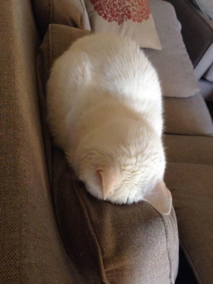 White cat curled up and hiding head on a brown couch cushion, showing how cats rule the internet and hearts.