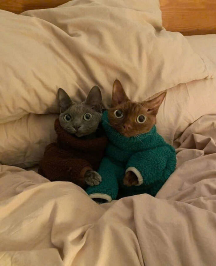 Two cats wearing cozy sweaters snuggled together on a bed, showing why cat pics rule the internet and hearts.