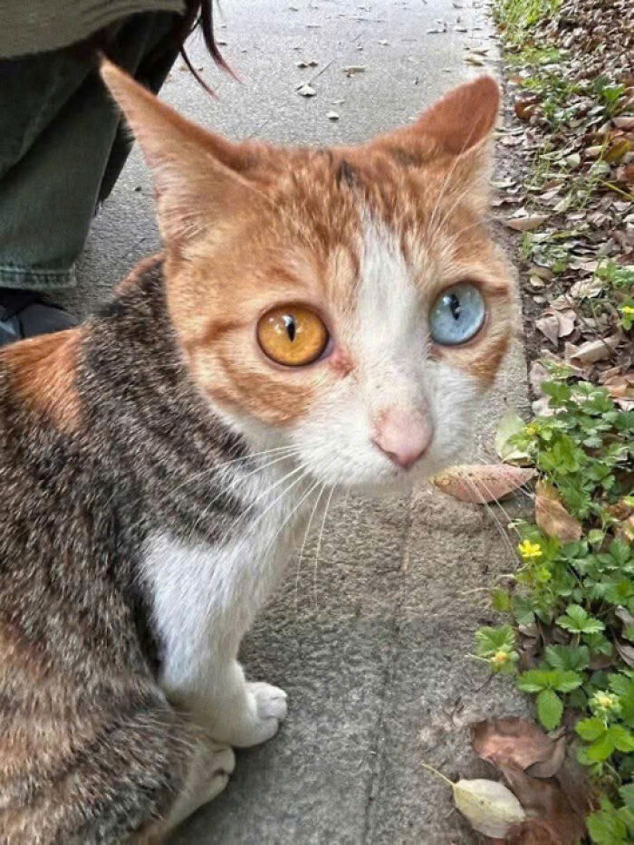 Cat with heterochromia sitting on a sidewalk next to plants, showcasing unique cat pics that prove cats rule the internet.