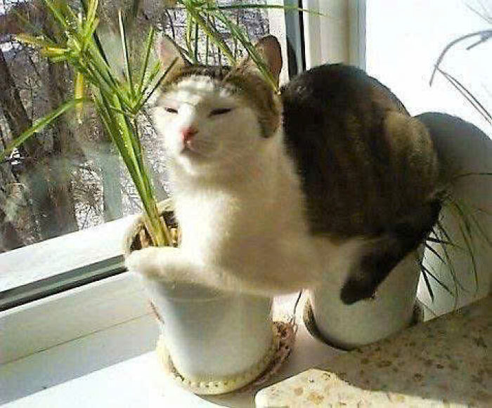 Cat sitting inside a flowerpot on a windowsill, showcasing one of the cutest cat pics that prove cats rule the internet.