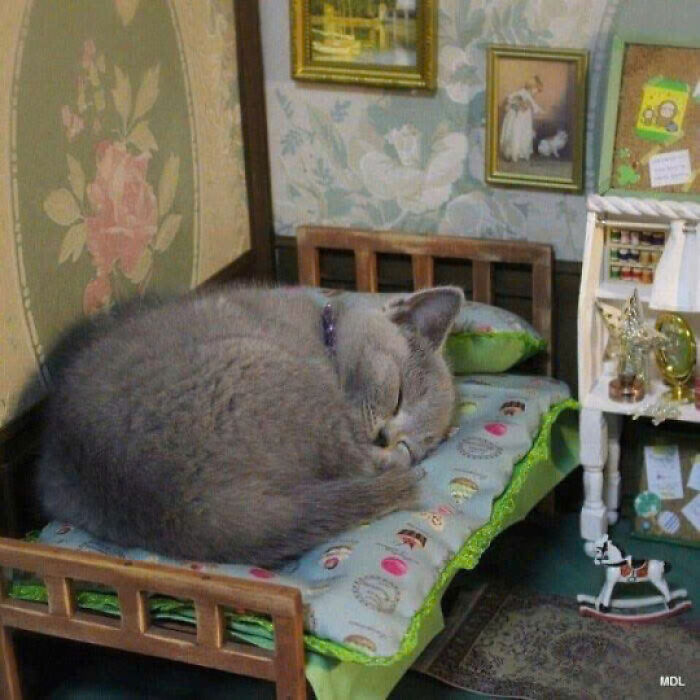 Gray cat curled up sleeping on a miniature bed in a cozy room, showing why cats rule the internet and hearts.