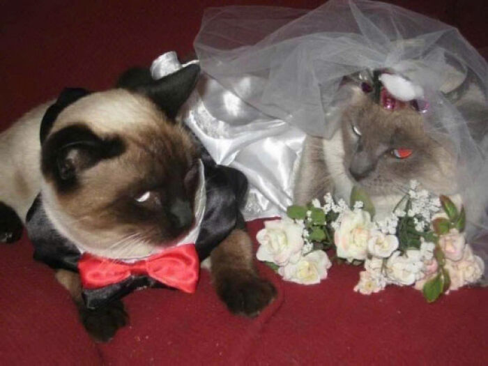 Two cats dressed in wedding costumes on a red surface, showcasing adorable cat pics that prove cats rule the internet.