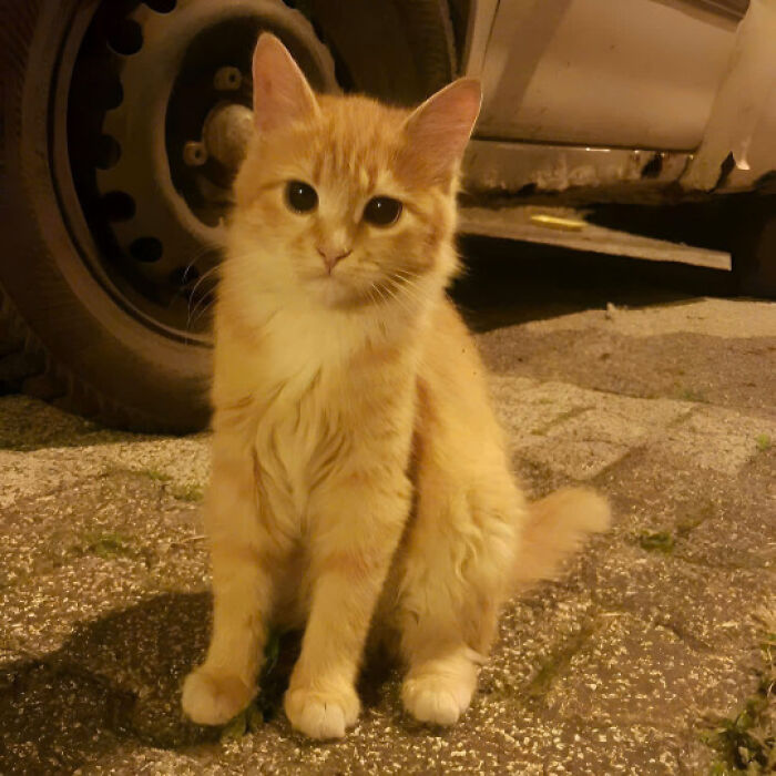 Orange cat sitting near a vehicle tire at night, showcasing the charm that makes cats rule the internet and hearts forever.