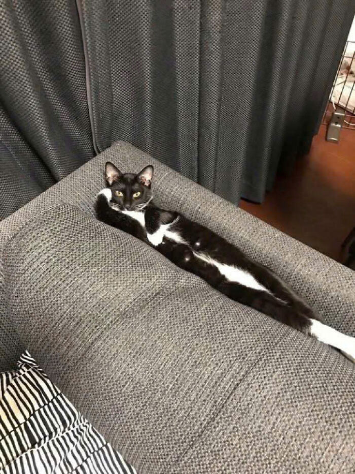 Black and white cat lounging stretched out on a gray couch showing why cats rule the internet and our hearts.