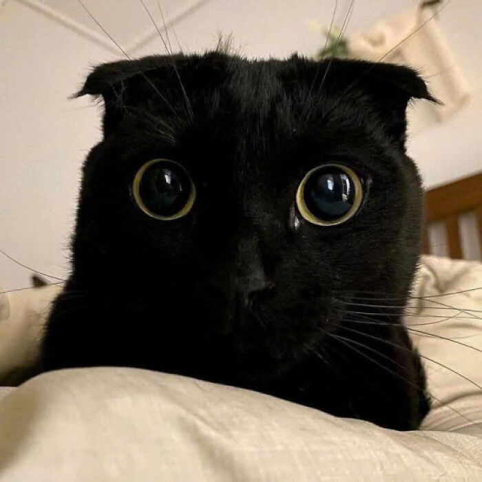 Black cat with wide eyes lying on a bed, showcasing one of the cutest cat pics that prove cats rule the internet.